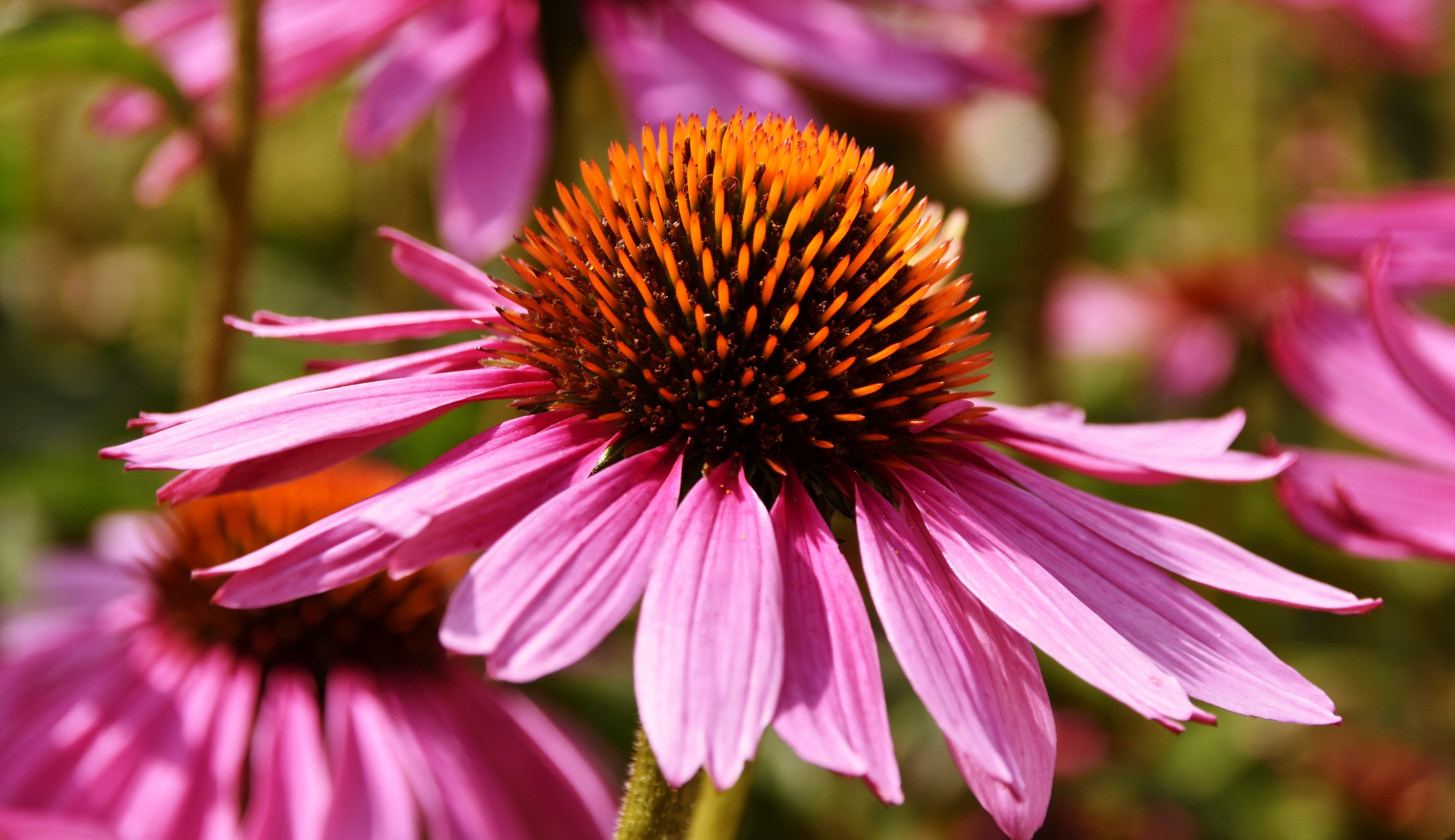 Coneflower wildflower