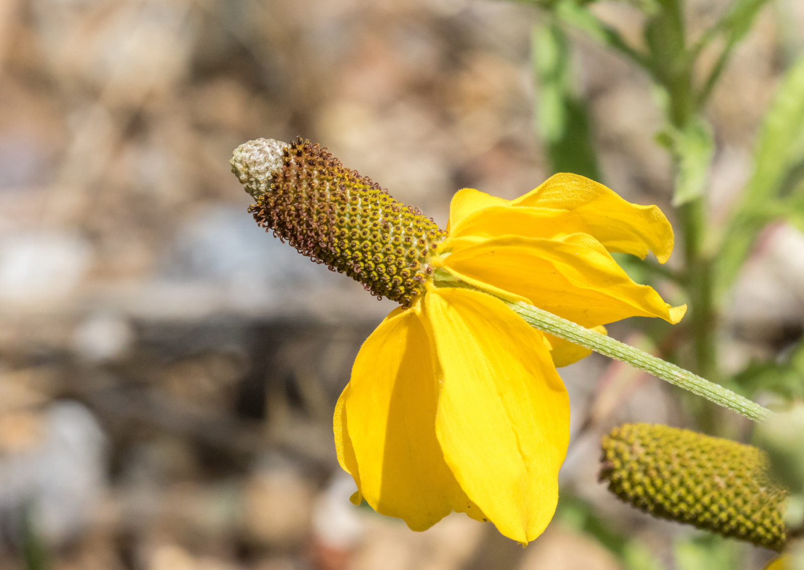 A yellow Mexican Hat wildflower