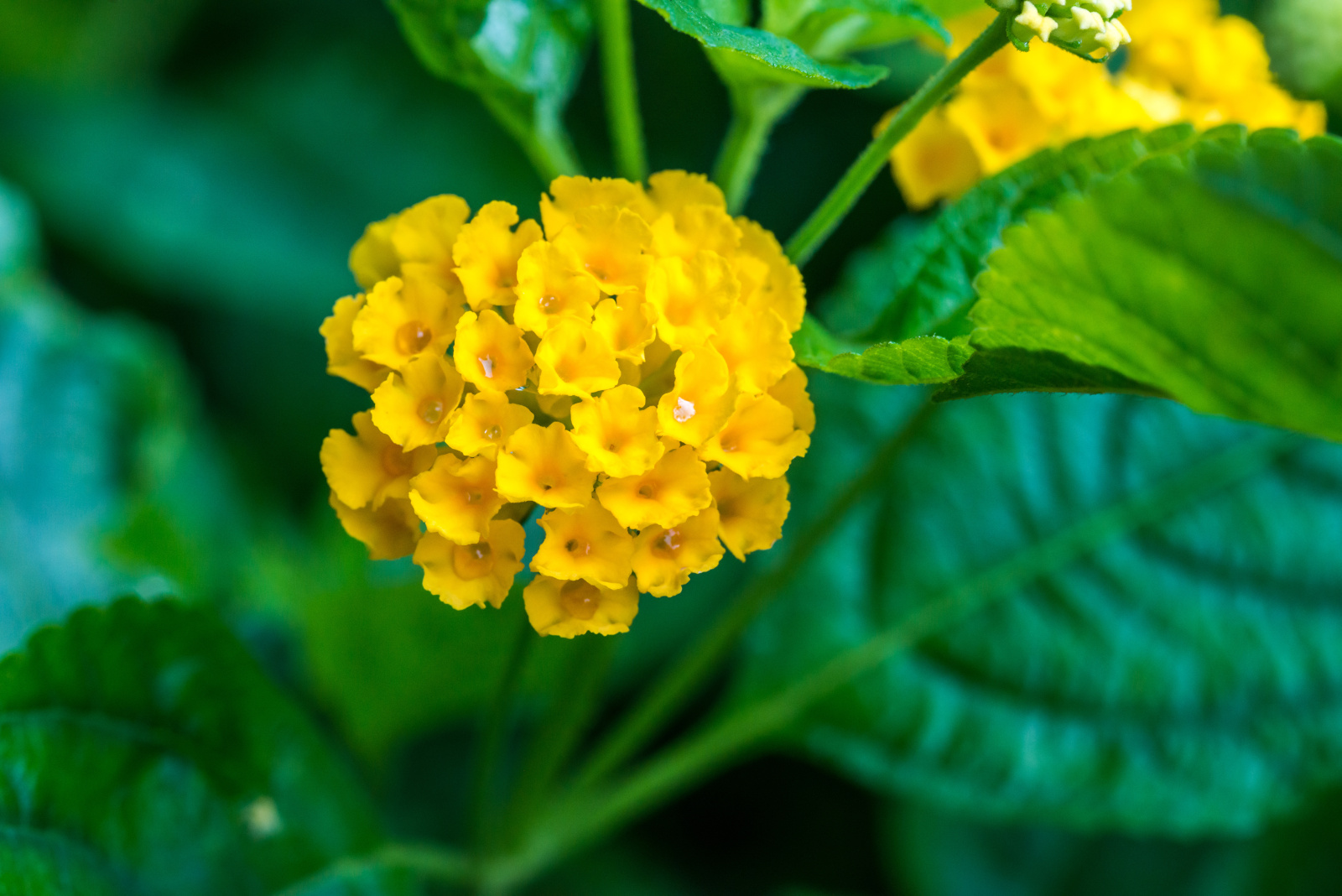 Yellow Lantana flower