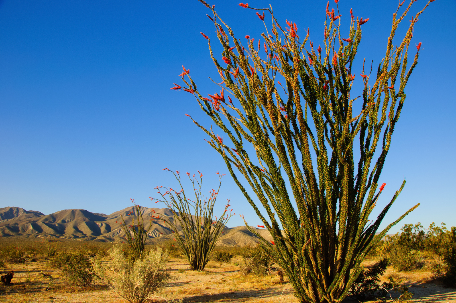Ocotillo, a desert plant